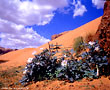 Desert flowers